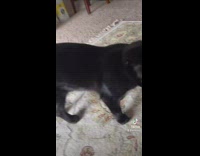 Hand petting black cat pushes it over 