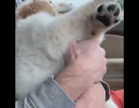Grey shirt guy holds puppy wakes up 