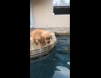 Scared golden retriever puppy jumps in pool 
