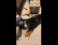 Collab KaleSaladIG - Three dogs lay down and sleep on couch and floor together 