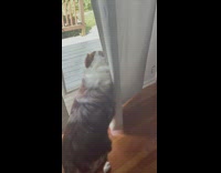 Dog shakes butt while staring out 