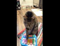 Cat stops owner playing piano