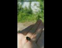 Collab DailyDoseOfInternet - Small bee gets taken to plant to pollinate 