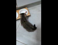 Man feeds kitten chicken hearts 