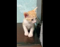 Orange Kitten Meows on Top of Desk
