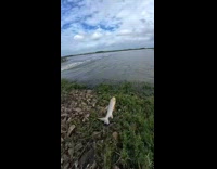 Fish slipped from hand then escapes in water