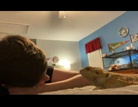 Iguana lizard lays and cuddles with guy on bed
