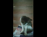 Girl plays with kitten on textbook