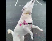 Dog Jumping at Flower Petals in Slow Motion 