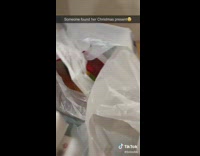 Brown orange hamster inside of white plastic bag running on unopened wheel