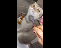 Collab PLC - Cat likes it when brushed with make-up brush 