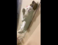 Collab PubityPets - Sleepy White Cat on Glass Top Appears Fat Underneath