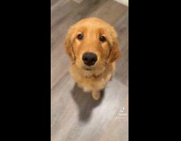 Puppy color transformation to adult dog video