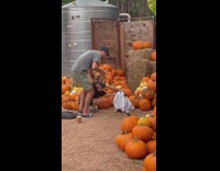 Pet dog covered in blanket at the pumpkin farm