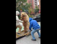 Men places wheels under Bear attack statue
