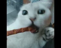 White cat green eyes brown stick treat