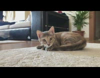 Brown cat jumps camera phone black couch