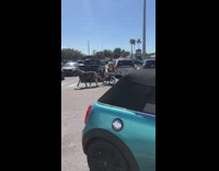 Horse pulls lady on wheelchair parking lot 