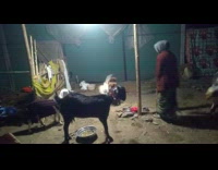 Pet dog pulls the rope leash of the escaped goat
