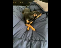 Dog in bed looks away from new cat brother