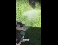 Slow motion video of husky trying to stop water stream from hose
