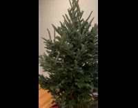 Collab Clips MPUGC - Man bought Christmas tree with squirrel 