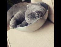 Grey cat in metal bowl falls fail 