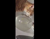 Cat drinks from the Fish bowl with a fish in it