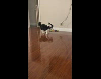 Collab Clips MPUGC2 - Dog calls owner a bitch with voice button