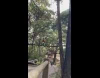 Guy red jacket on hanging bridge garden