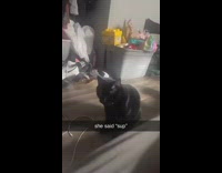 Black cat nod head she said sup