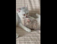 Collab PLC - Two grey kitten lick each other face