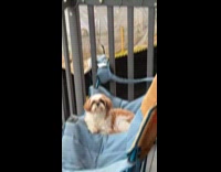 Dog lay on camping chair on balcony