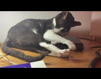 Cat wake up fall down from desk