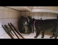 Black cat pulls air fryer to open