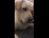 Golden retriever lays on floor and gets nose poked