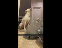 White dog chokes when helping owner clean cat box 