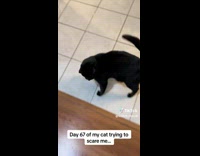 Collab BitchMP - Cat tries to scare dad 