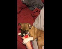 Puppy dog bites lid off medication container 