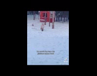 Dog has girlfriend fox plays in snow