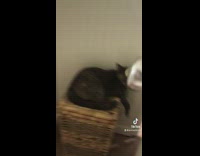 Collab BitchMP - Black cat hiding behind of door surprised compilation 