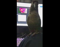 Pet bird plays and pecks the fingers of the filmer