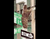 Swarm of bees found on street pole 