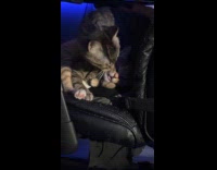 Cat chewing off other cats whiskers 