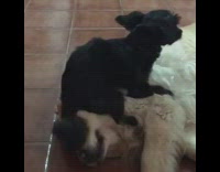 Small black dog humps on top of white and brown dogs face 