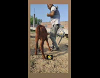 Young Cow Playfully Approaches and Rams Man