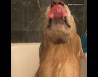 (BROKEN LINK) Labrador Washes Head in Shower Dog
