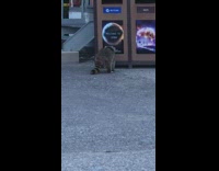 Collab DailyDoseOfInternet - Raccoon tries to get food from trashcan 