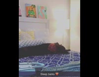 Black dog red bandana barks while sleeping 