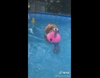 Golden retriever dog swims flamingo drink float